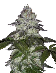 Milky Dreams