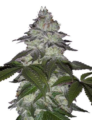 Milky Dreams