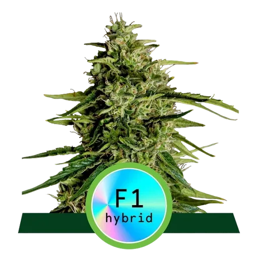 Milky Way F1 Auto