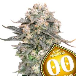 Mimosa Auto