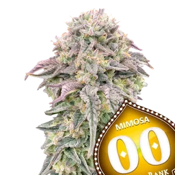 Mimosa