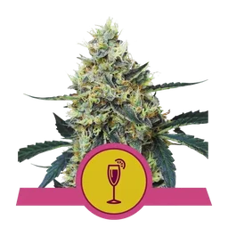 Mimosa