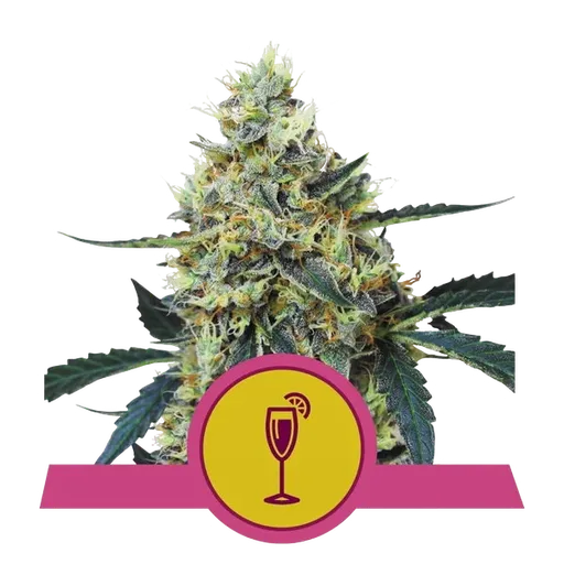 Mimosa