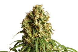 Mimosa Dream