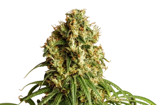 Mimosa Dream