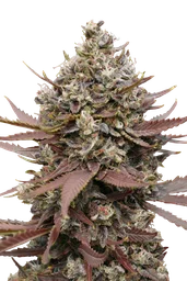Mimosa Punch