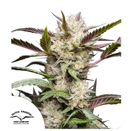 Mimosa Punch Auto