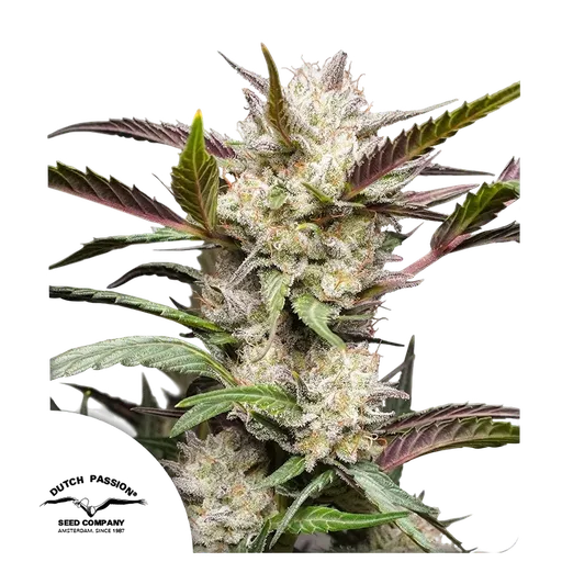 Mimosa Punch Auto