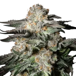 Mint Candy