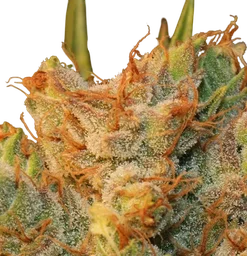 MK-Ultra Kush x Bubble