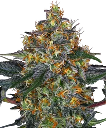 Moby Dick Auto