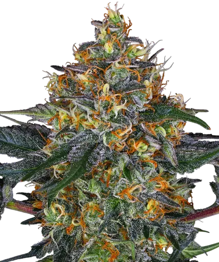 Moby Dick Auto