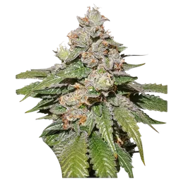 Mokums Tulip Auto