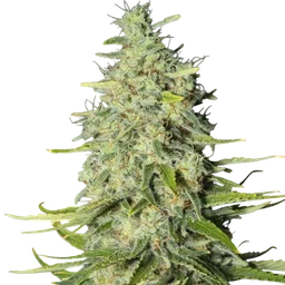 Monster CBD