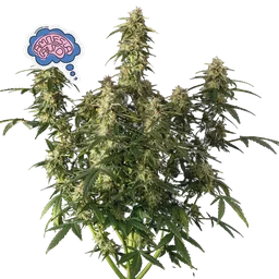 Amnesia Auto