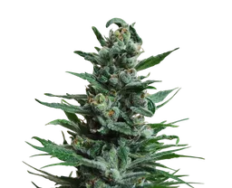 Moscow Blueberry Auto