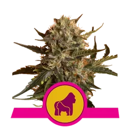 Mother Gorilla (formerly Royal Madre)