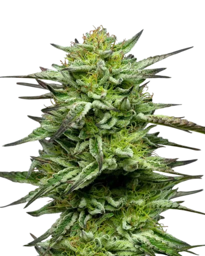 Mountaintop Mint