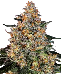 Bubba Kush