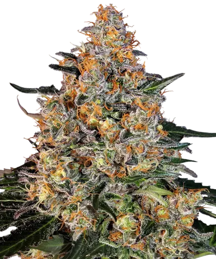 Bubba Kush