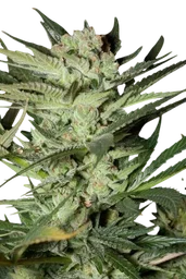 Mozarella