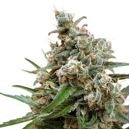 Nepal Jam