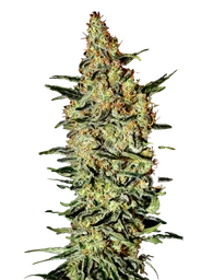 Nevilles Haze