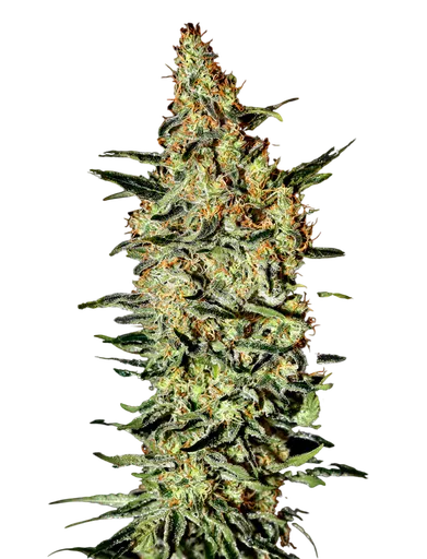 Nevilles Haze