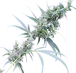 Nevilles Haze x Mango