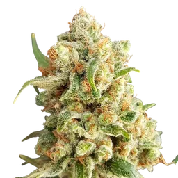 New York Diesel Auto