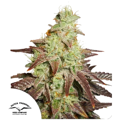 Night Queen