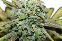 Amnesia Auto