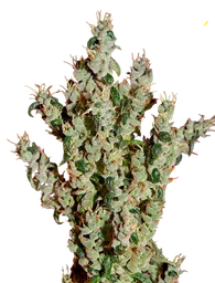 NL5 Haze Mist
