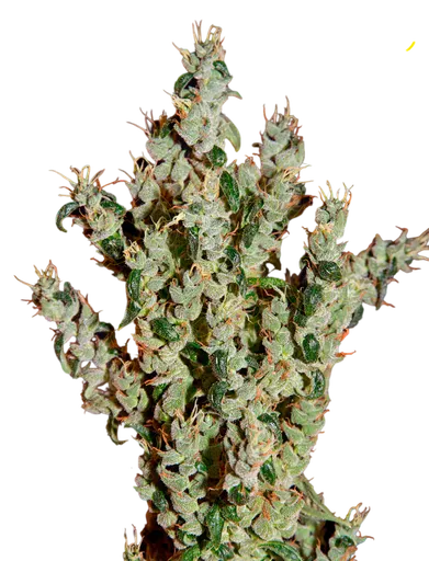 NL5 Haze Mist