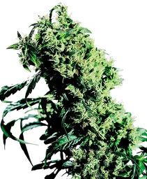 Northern Lights #5 x Haze