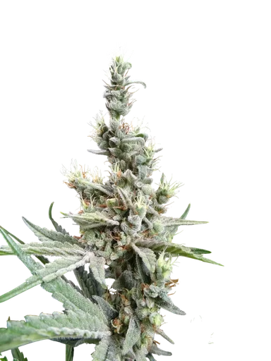 NL5 x Haze
