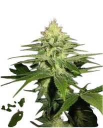 NL5 x Skunk