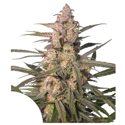 Northern Dragon Fuel Auto
