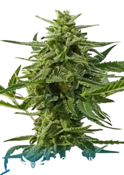 Northern Haze Express Auto