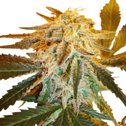 Northern Light Auto