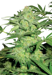 Northern Light