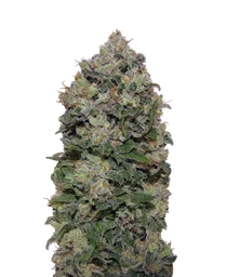 Northern Lights