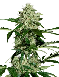 Northern Lights Auto
