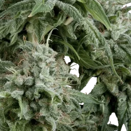 Northern Lights Auto