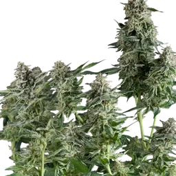 Northern Lights