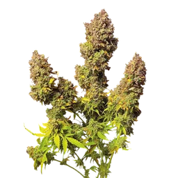 Northern Lights Auto