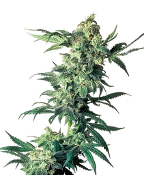 Northern Lights