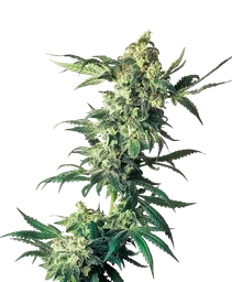 Northern Lights