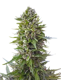 Northern Lights Auto