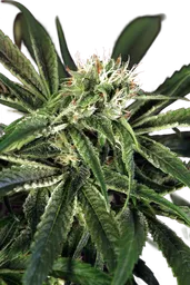 Amnesia #7
